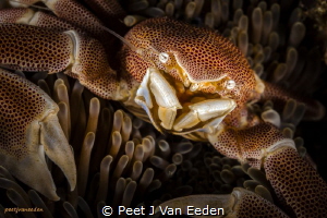 The Battle Lost

Porcelain crab sacrificed its tentacle... by Peet J Van Eeden 